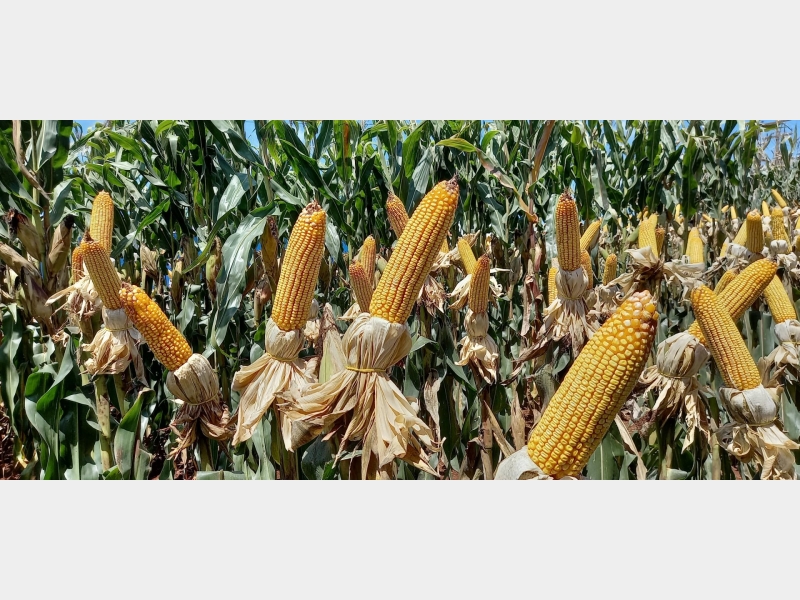 07 a 11/02/22 SHOW RURAL COOPAVEL 2022 - CASCAVEL PR